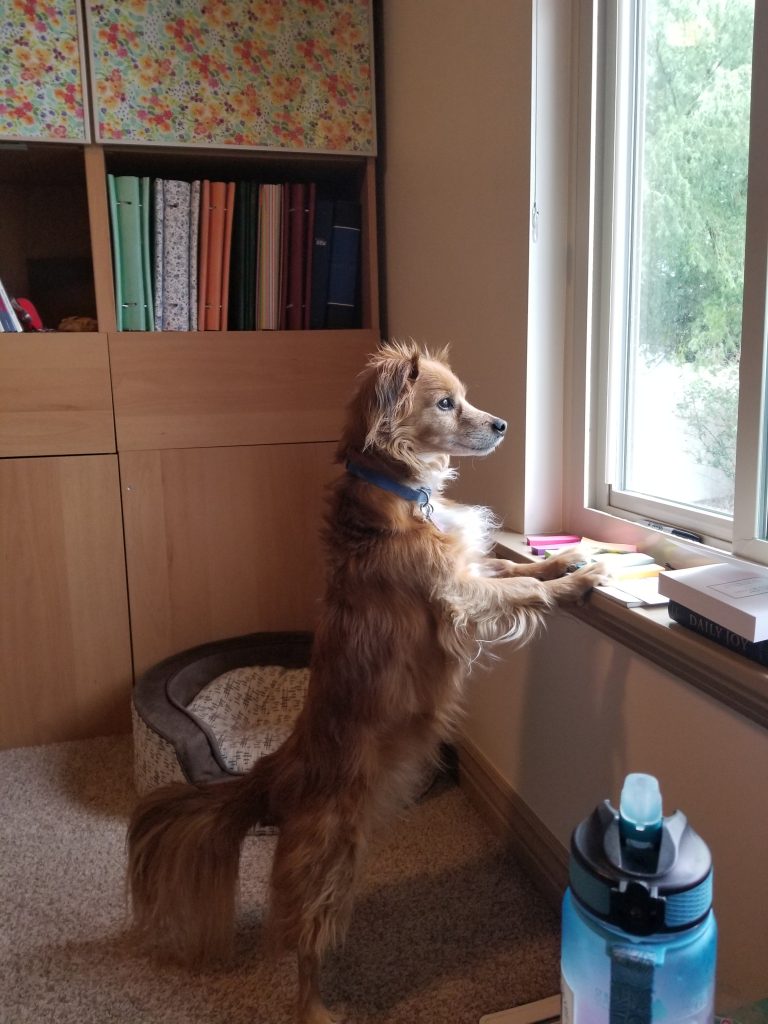 A reddish dachshund terrier mix standing on his hind legs at a window